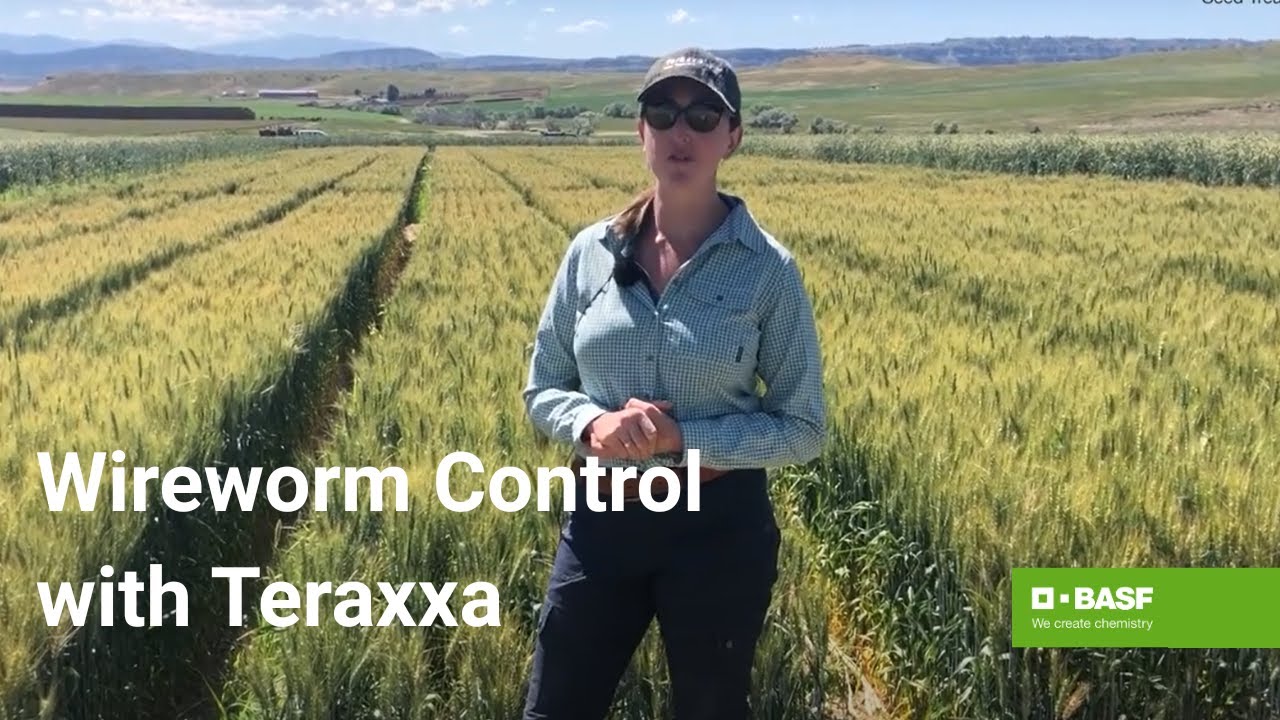 Reddy Book 247 Review: Secure Online Betting Platform, Features, and Future Outlook